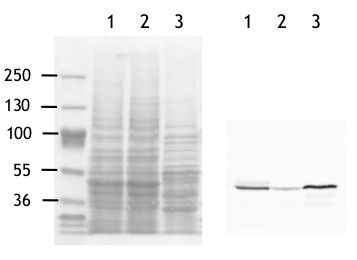 western blot using anti-ADGP antibodies on algal samples